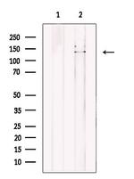 NASP Antibody in Western Blot (WB)