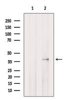 PEX16 Antibody in Western Blot (WB)