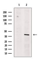 TIA-1 Antibody in Western Blot (WB)