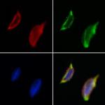 EXOC1 Antibody in Immunocytochemistry (ICC/IF)