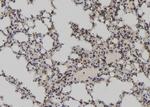 LARP7 Antibody in Immunohistochemistry (Paraffin) (IHC (P))