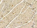 LARP7 Antibody in Immunohistochemistry (Paraffin) (IHC (P))