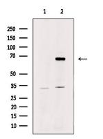 LARP7 Antibody in Western Blot (WB)