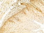 OIP5 Antibody in Immunohistochemistry (Paraffin) (IHC (P))