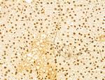 OTUD7B Antibody in Immunohistochemistry (Paraffin) (IHC (P))