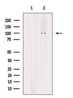 OTUD7B Antibody in Western Blot (WB)