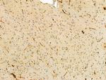 SBP2 Antibody in Immunohistochemistry (Paraffin) (IHC (P))