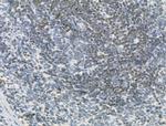 SBP2 Antibody in Immunohistochemistry (Paraffin) (IHC (P))