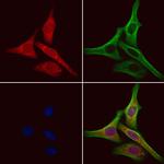 SRP9 Antibody in Immunocytochemistry (ICC/IF)