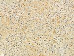 SRP9 Antibody in Immunohistochemistry (Paraffin) (IHC (P))