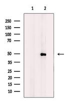 DYX1C1 Antibody in Western Blot (WB)