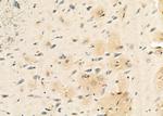 FECH Antibody in Immunohistochemistry (Paraffin) (IHC (P))