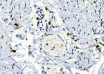 Mast Cell Chymase Antibody in Immunohistochemistry (Paraffin) (IHC (P))