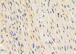 NUFIP1 Antibody in Immunohistochemistry (Paraffin) (IHC (P))