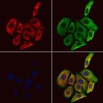 SCG3 Antibody in Immunocytochemistry (ICC/IF)