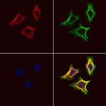 STC2 Antibody in Immunocytochemistry (ICC/IF)