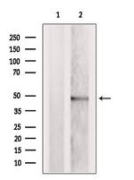 TRBP Antibody in Western Blot (WB)