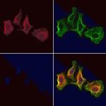 WBP2NL Antibody in Immunocytochemistry (ICC/IF)