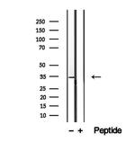 WBP2NL Antibody in Western Blot (WB)