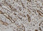 WDR46 Antibody in Immunohistochemistry (Paraffin) (IHC (P))