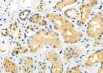 RTRAF Antibody in Immunohistochemistry (Paraffin) (IHC (P))