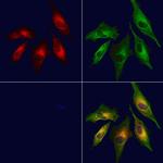 CXCL14 Antibody in Immunocytochemistry (ICC/IF)