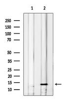 CXCL14 Antibody in Western Blot (WB)