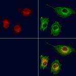 Cyclophilin C Antibody in Immunocytochemistry (ICC/IF)