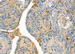 GREM2 Antibody in Immunohistochemistry (Paraffin) (IHC (P))