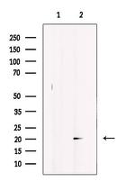 GREM2 Antibody in Western Blot (WB)