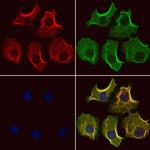 LGP2 Antibody in Immunocytochemistry (ICC/IF)