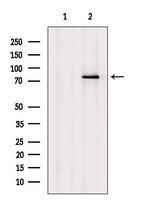 LGP2 Antibody in Western Blot (WB)