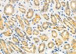 PCMT1 Antibody in Immunohistochemistry (Paraffin) (IHC (P))