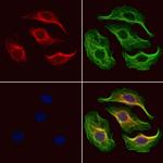 PRL1 Antibody in Immunocytochemistry (ICC/IF)