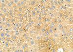 PRL1 Antibody in Immunohistochemistry (Paraffin) (IHC (P))