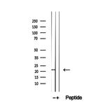 PRL1 Antibody in Western Blot (WB)