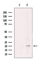 REEP6 Antibody in Western Blot (WB)