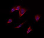 RPS14 Antibody in Immunocytochemistry (ICC/IF)