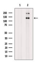 NIBP Antibody in Western Blot (WB)