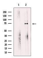 WDR1 Antibody in Western Blot (WB)