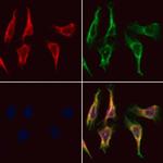 MARK3 Antibody in Immunocytochemistry (ICC/IF)