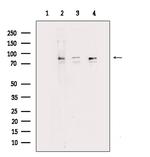 MARK3 Antibody in Western Blot (WB)