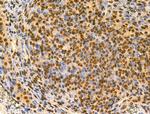 MZF1 Antibody in Immunohistochemistry (Paraffin) (IHC (P))