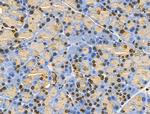 MZF1 Antibody in Immunohistochemistry (Paraffin) (IHC (P))