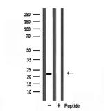 Cyclophilin F Antibody in Western Blot (WB)