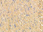 MARK2 Antibody in Immunohistochemistry (Paraffin) (IHC (P))