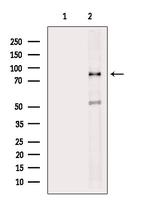 MARK2 Antibody in Western Blot (WB)