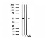 CABC1 Antibody in Western Blot (WB)