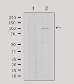 GTF3C2 Antibody in Western Blot (WB)