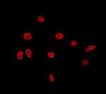 TAF15 Antibody in Immunocytochemistry (ICC/IF)